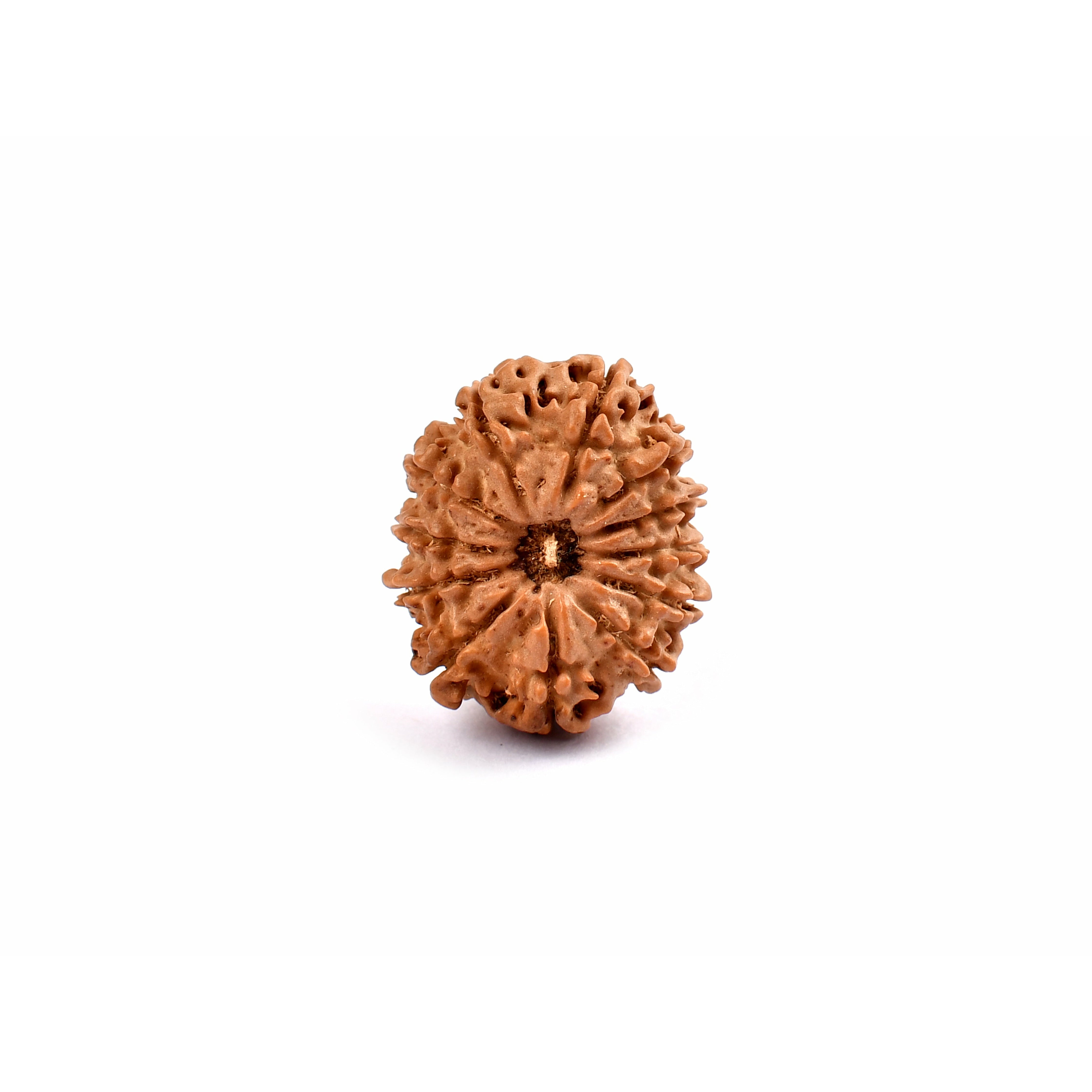 12 Yeux Rudraksha Népal
